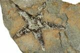 Ordovician Starfish (Petraster?) Fossil - Morocco #350561-1